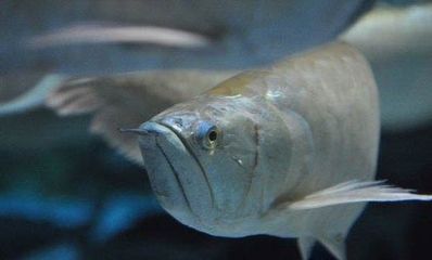 銀龍魚幾月份開始加熱（銀龍魚什么時候開始加熱）