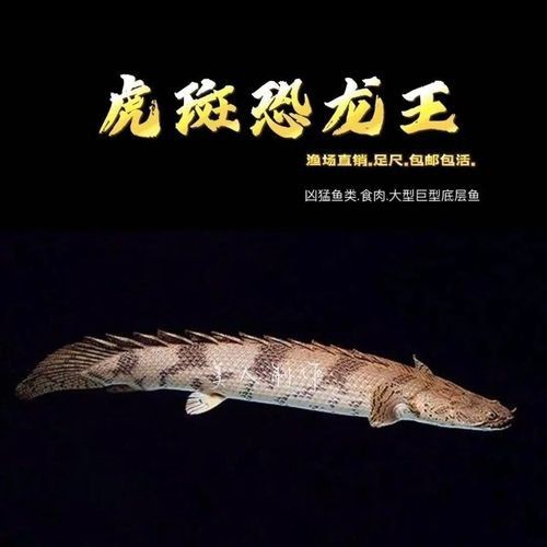 虎斑恐龍魚飼養方法視頻大全圖解 虎斑恐龍魚飼養方法視頻大全圖解 龍魚百科 第3張