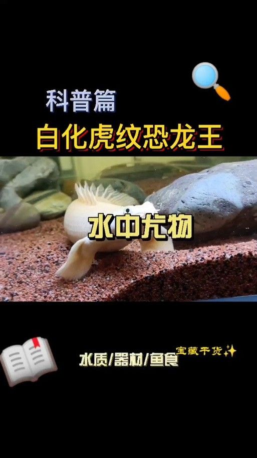 虎斑恐龍魚飼養方法視頻大全圖解 虎斑恐龍魚飼養方法視頻大全圖解 龍魚百科 第12張