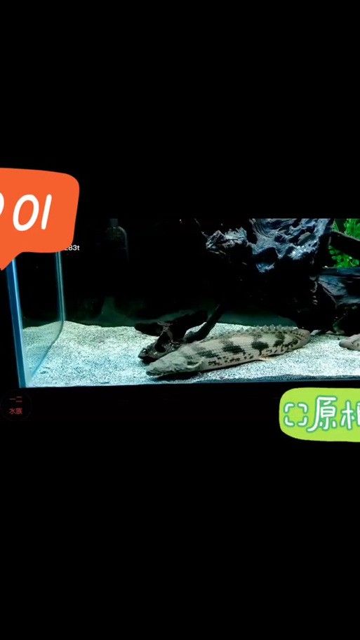 虎斑恐龍魚飼養方法視頻大全圖解 虎斑恐龍魚飼養方法視頻大全圖解 龍魚百科 第10張