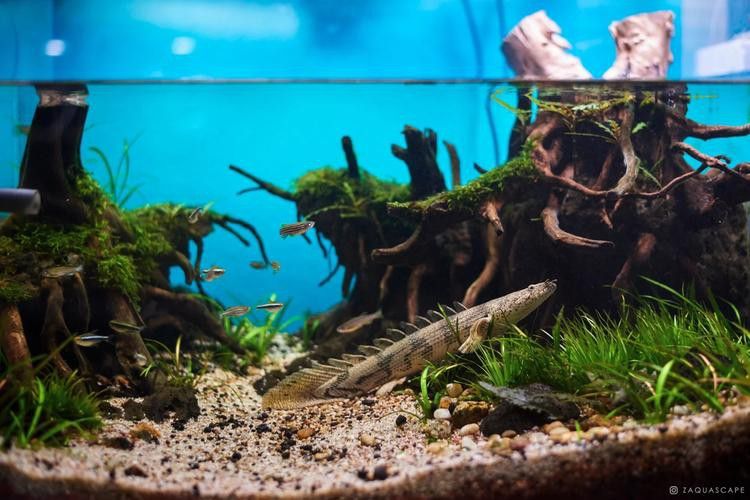 虎斑恐龍魚飼養方法視頻大全圖解 虎斑恐龍魚飼養方法視頻大全圖解 龍魚百科 第17張