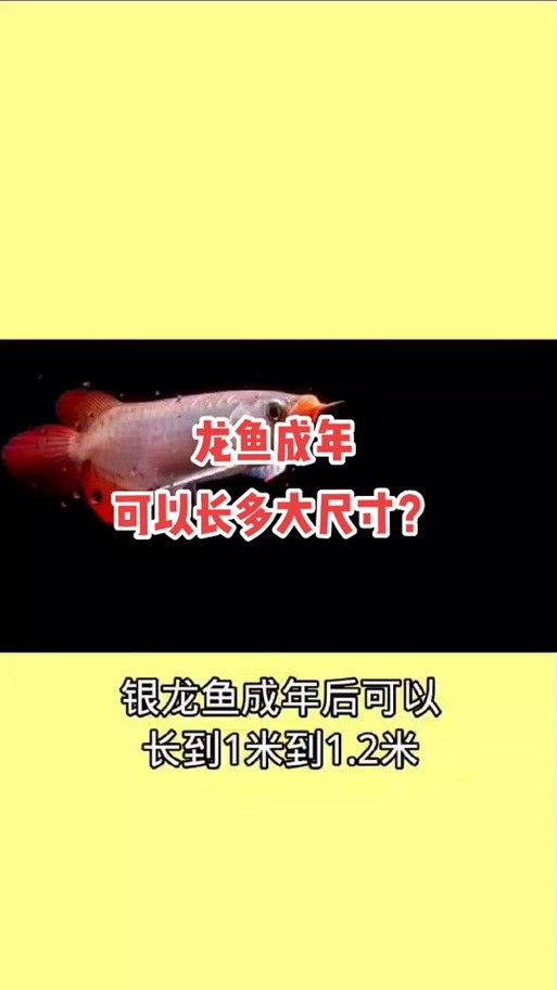 虎斑恐龍魚飼養方法視頻大全圖解 虎斑恐龍魚飼養方法視頻大全圖解 龍魚百科 第18張