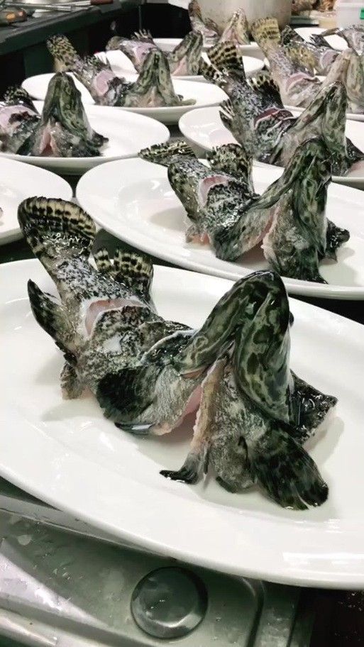 虎斑恐龍魚飼養方法視頻大全圖解 虎斑恐龍魚飼養方法視頻大全圖解 龍魚百科 第38張