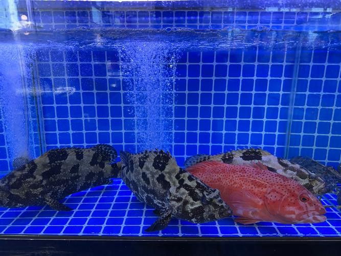 虎斑恐龍魚飼養方法視頻大全圖解 虎斑恐龍魚飼養方法視頻大全圖解 龍魚百科 第37張
