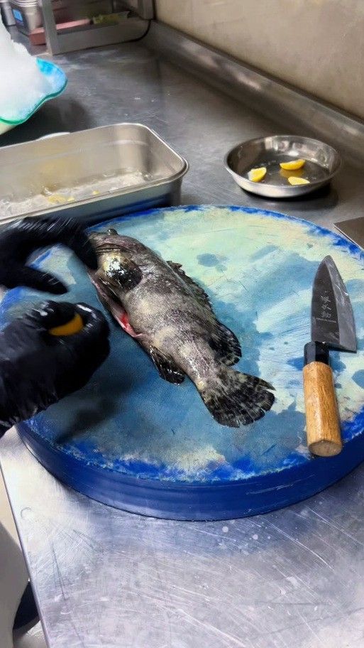 虎斑恐龍魚飼養方法視頻大全圖解 虎斑恐龍魚飼養方法視頻大全圖解 龍魚百科 第39張