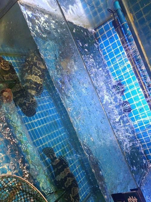 虎斑恐龍魚飼養方法視頻大全圖解 虎斑恐龍魚飼養方法視頻大全圖解 龍魚百科 第43張