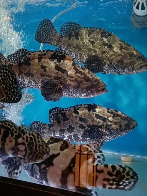 虎斑恐龍魚飼養方法視頻大全圖解 虎斑恐龍魚飼養方法視頻大全圖解 龍魚百科 第44張