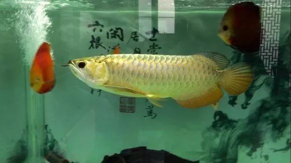 龍魚跟鯊魚混養好嗎圖片