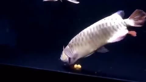 國內(nèi)龍魚繁殖第一人（國內(nèi)龍魚繁殖第一人具體信息，李亞四繁殖場卻面臨欠租倒閉知乎專欄）