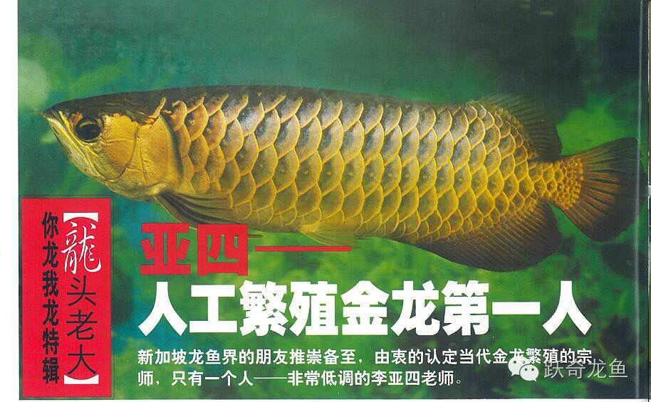 國內(nèi)龍魚繁殖第一人（國內(nèi)龍魚繁殖第一人具體信息，李亞四繁殖場卻面臨欠租倒閉知乎專欄）