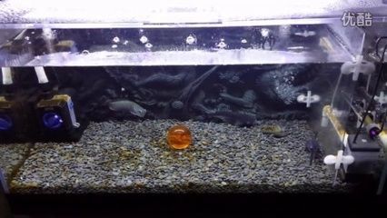 養銀龍魚最小多大的缸好：養銀龍魚的最小缸尺寸應該是多大？ 養銀龍魚最小多大的缸好：養銀龍魚的最小缸尺寸應該是多大？ 龍魚百科 第2張