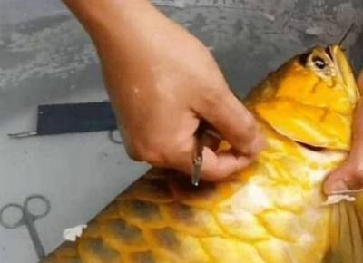 金龍魚魚鰭開裂怎么辦：金龍魚魚鰭開裂的原因是什么