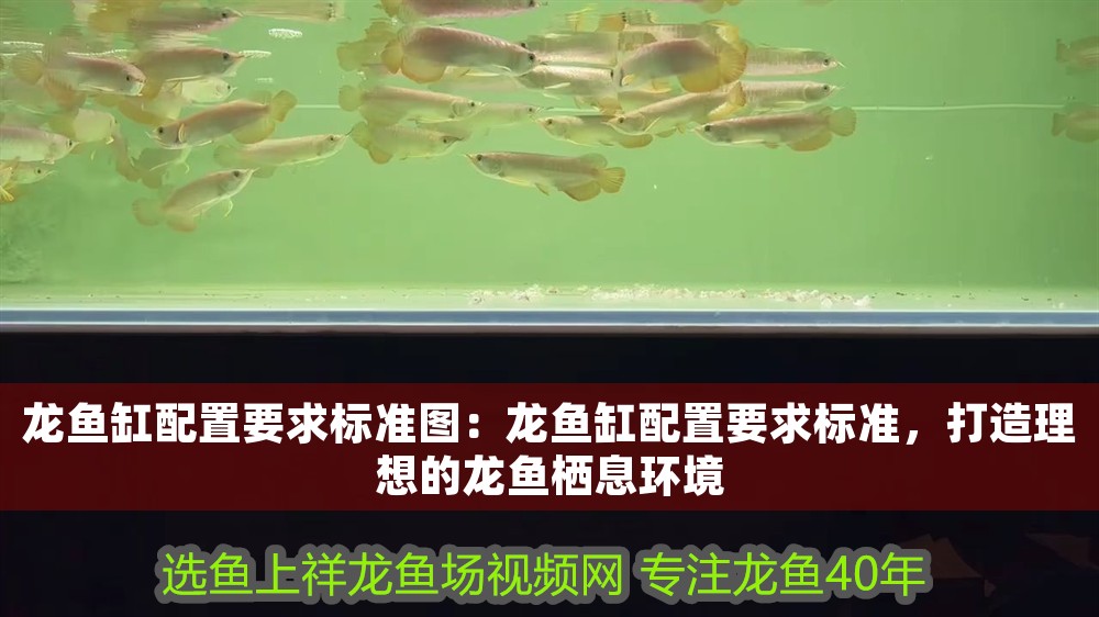 龍魚缸配置要求標準圖：龍魚缸配置要求標準，打造理想的龍魚棲息環境 龍魚缸配置要求標準圖：龍魚缸配置要求標準，打造理想的龍魚棲息環境 龍魚百科 第1張