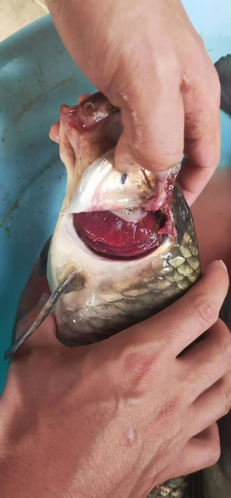 鰓蓋腐爛最簡(jiǎn)單三個(gè)步驟圖片 龍魚百科 第4張 鰓蓋腐爛最簡(jiǎn)單三個(gè)步驟圖片 鰓蓋腐爛最簡(jiǎn)單三個(gè)步驟圖片 龍魚百科 第4張