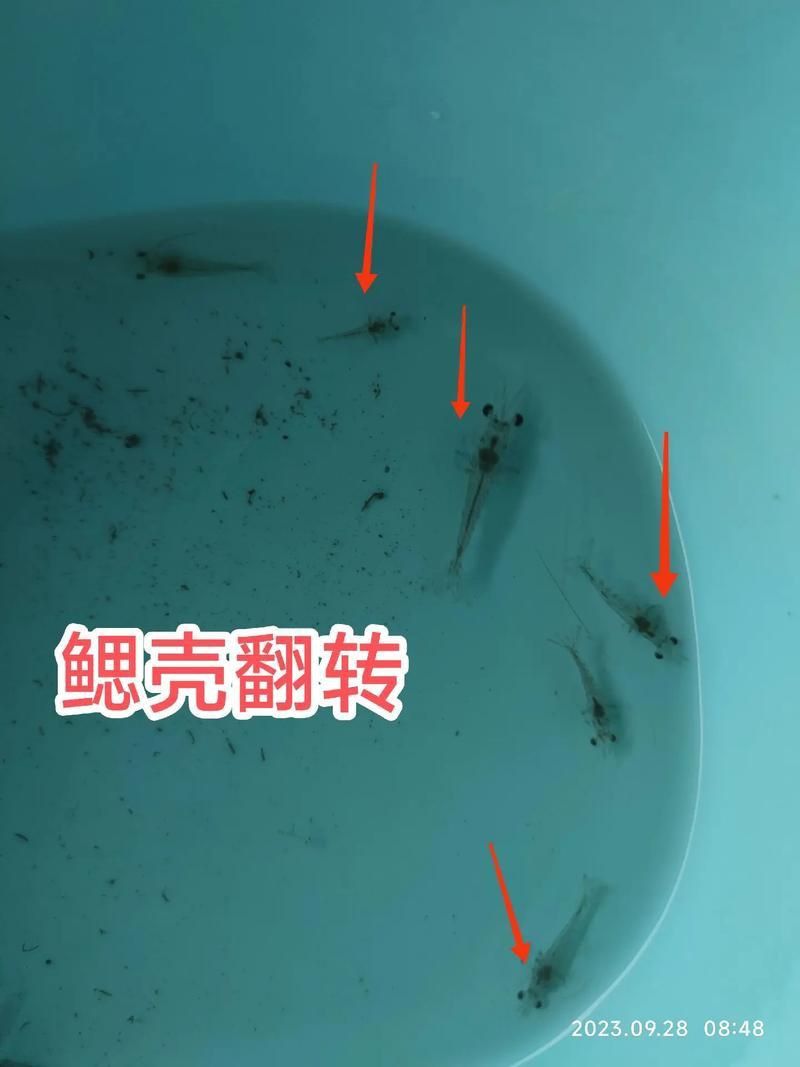 鰓蓋腐爛最簡(jiǎn)單三個(gè)步驟圖片 龍魚百科 第8張 鰓蓋腐爛最簡(jiǎn)單三個(gè)步驟圖片 鰓蓋腐爛最簡(jiǎn)單三個(gè)步驟圖片 龍魚百科 第8張