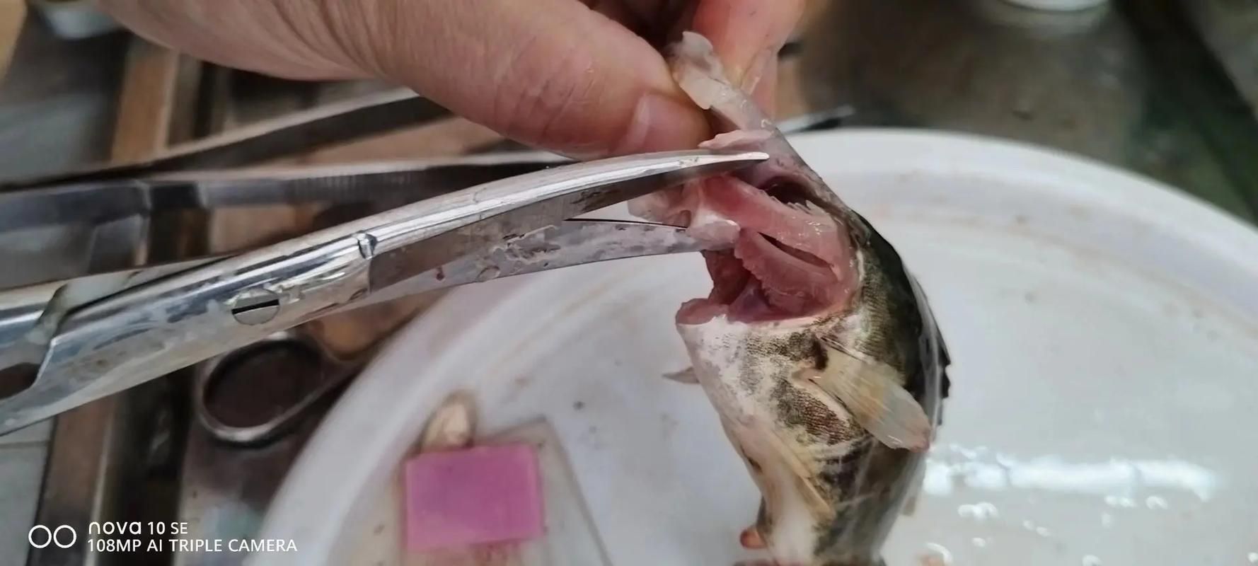 鰓蓋腐爛最簡(jiǎn)單三個(gè)步驟圖片 龍魚百科 第9張 鰓蓋腐爛最簡(jiǎn)單三個(gè)步驟圖片 鰓蓋腐爛最簡(jiǎn)單三個(gè)步驟圖片 龍魚百科 第9張