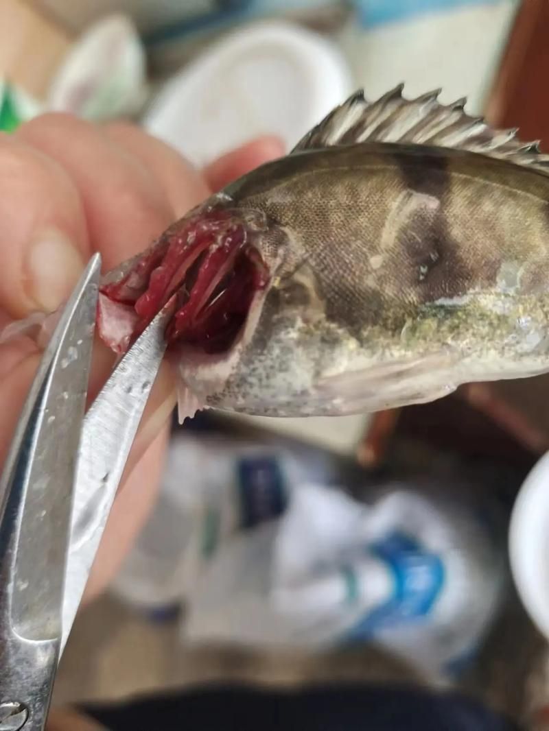 鰓蓋腐爛最簡(jiǎn)單三個(gè)步驟圖片 龍魚百科 第13張 鰓蓋腐爛最簡(jiǎn)單三個(gè)步驟圖片 鰓蓋腐爛最簡(jiǎn)單三個(gè)步驟圖片 龍魚百科 第13張