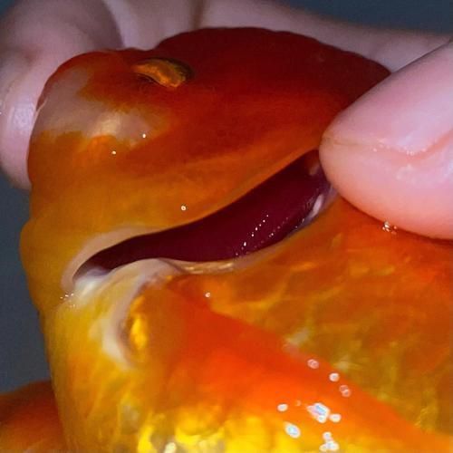 鰓蓋腐爛最簡(jiǎn)單三個(gè)步驟圖片 龍魚百科 第14張 鰓蓋腐爛最簡(jiǎn)單三個(gè)步驟圖片 鰓蓋腐爛最簡(jiǎn)單三個(gè)步驟圖片 龍魚百科 第14張