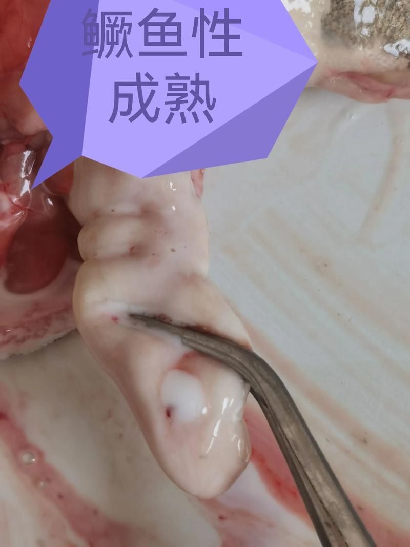 鰓蓋腐爛最簡(jiǎn)單三個(gè)步驟圖片 龍魚百科 第19張 鰓蓋腐爛最簡(jiǎn)單三個(gè)步驟圖片 鰓蓋腐爛最簡(jiǎn)單三個(gè)步驟圖片 龍魚百科 第19張