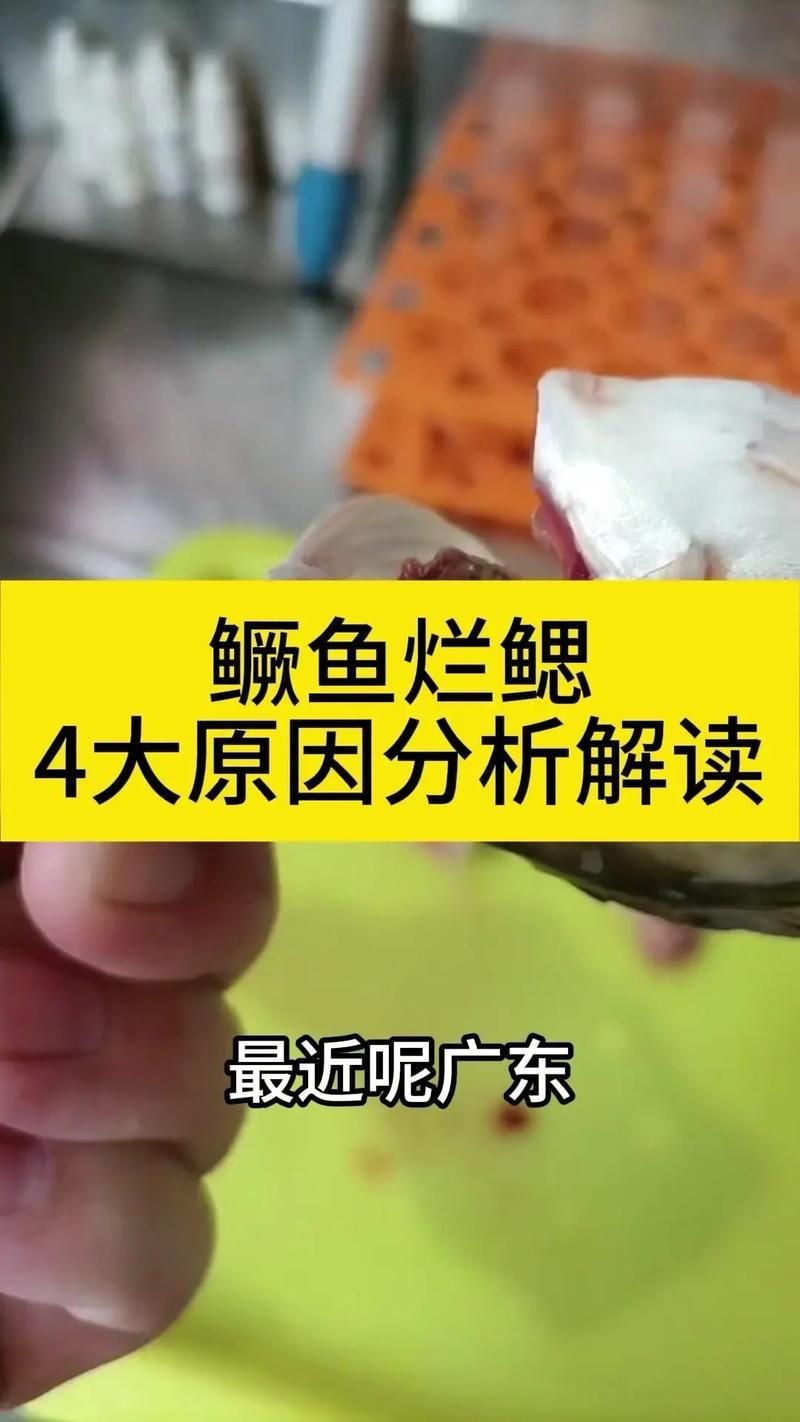 鰓蓋腐爛最簡(jiǎn)單三個(gè)步驟圖片 龍魚百科 第20張 鰓蓋腐爛最簡(jiǎn)單三個(gè)步驟圖片 鰓蓋腐爛最簡(jiǎn)單三個(gè)步驟圖片 龍魚百科 第20張