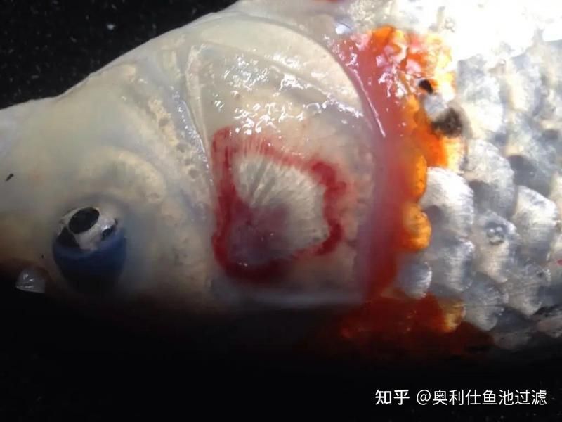 鰓蓋腐爛最簡(jiǎn)單三個(gè)步驟圖片 龍魚百科 第29張 鰓蓋腐爛最簡(jiǎn)單三個(gè)步驟圖片 鰓蓋腐爛最簡(jiǎn)單三個(gè)步驟圖片 龍魚百科 第29張