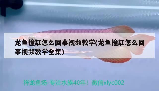 龍魚在魚缸里亂撞:龍魚在魚缸內亂撞可能由多種原因引起,龍魚可能由多種原因引起 龍魚百科 第4張 龍魚在魚缸里亂撞:龍魚在魚缸內亂撞可能由多種原因引起,龍魚可能由多種原因引起 龍魚在魚缸里亂撞:龍魚在魚缸內亂撞可能由多種原因引起,龍魚可能由多種原因引起 龍魚百科 第4張