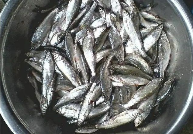 白龍魚什么天氣才能釣到魚