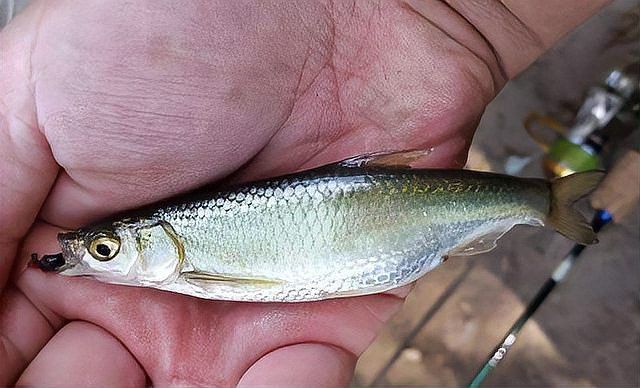 白龍魚什么天氣才能釣到魚