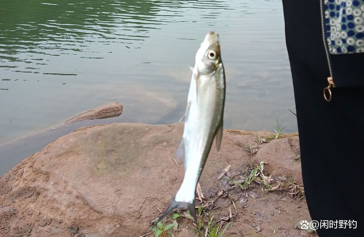 白龍魚什么天氣才能釣到魚