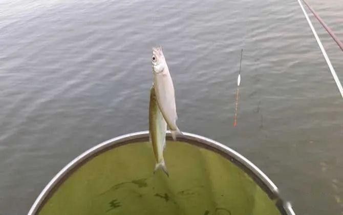 白龍魚什么天氣才能釣到魚