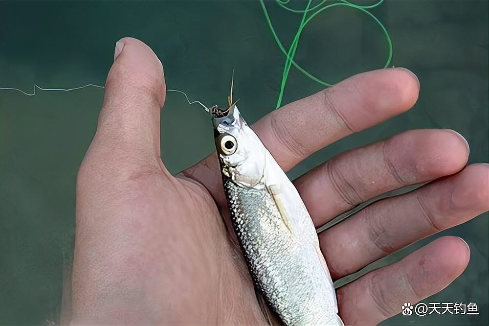 白龍魚什么天氣才能釣到魚