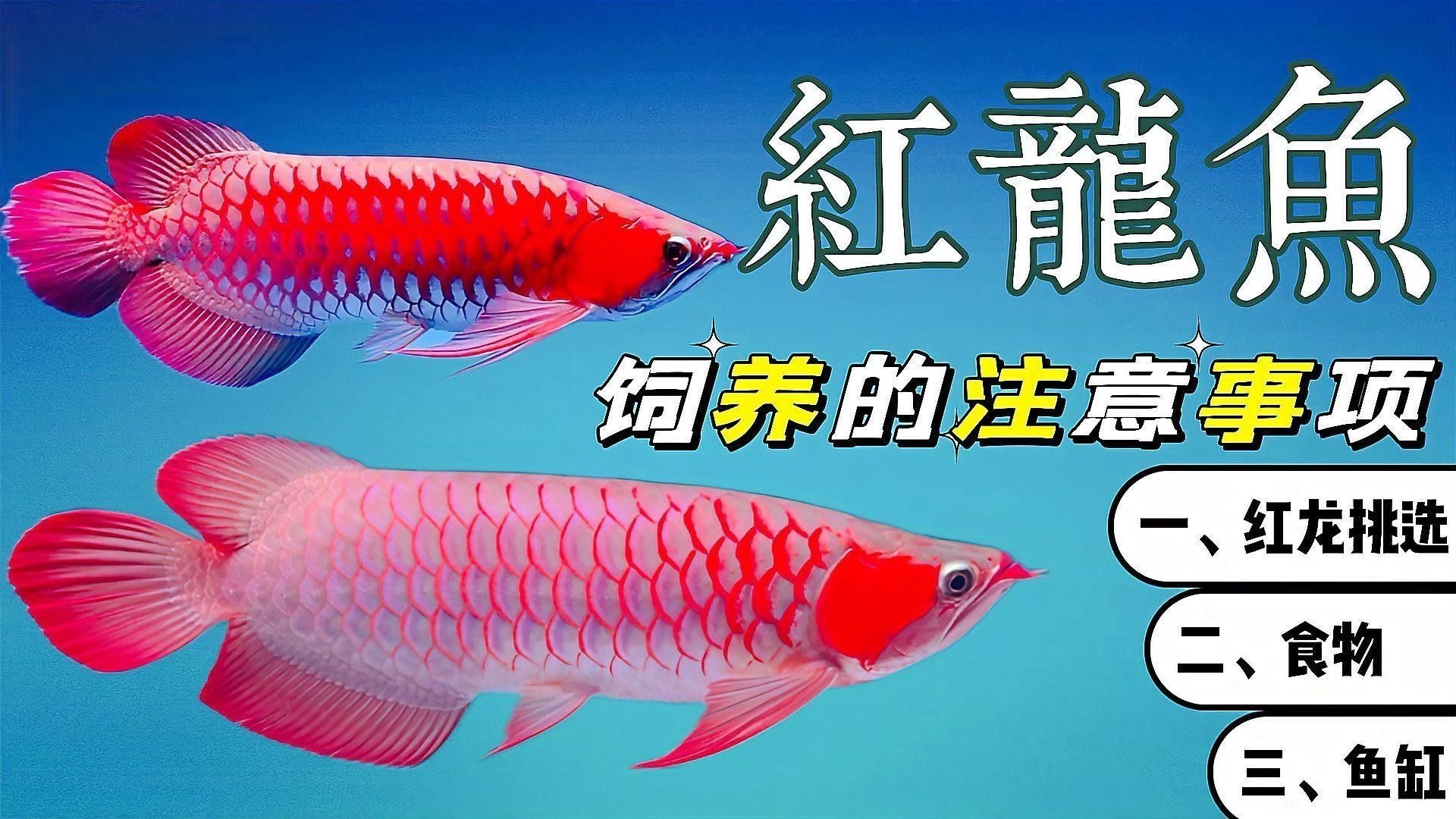 紅龍魚(yú)幼魚(yú)飼養(yǎng)注意事項(xiàng)