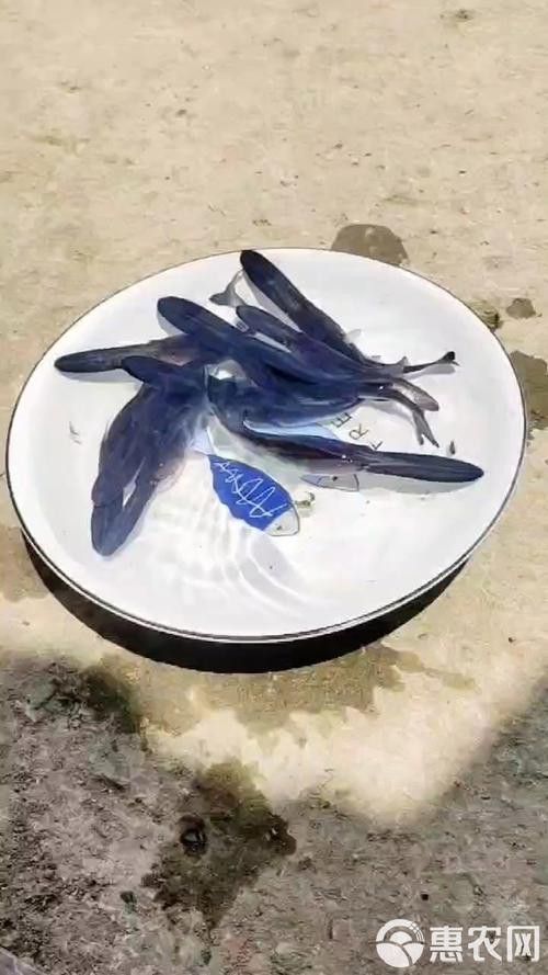 安康龍魚(yú)專(zhuān)賣(mài)店 安康龍魚(yú)專(zhuān)賣(mài)店 龍魚(yú)百科 第1張