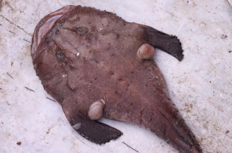 安康龍魚(yú)專(zhuān)賣(mài)店 安康龍魚(yú)專(zhuān)賣(mài)店 龍魚(yú)百科 第6張