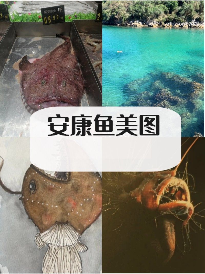 安康龍魚(yú)專(zhuān)賣(mài)店 安康龍魚(yú)專(zhuān)賣(mài)店 龍魚(yú)百科 第3張