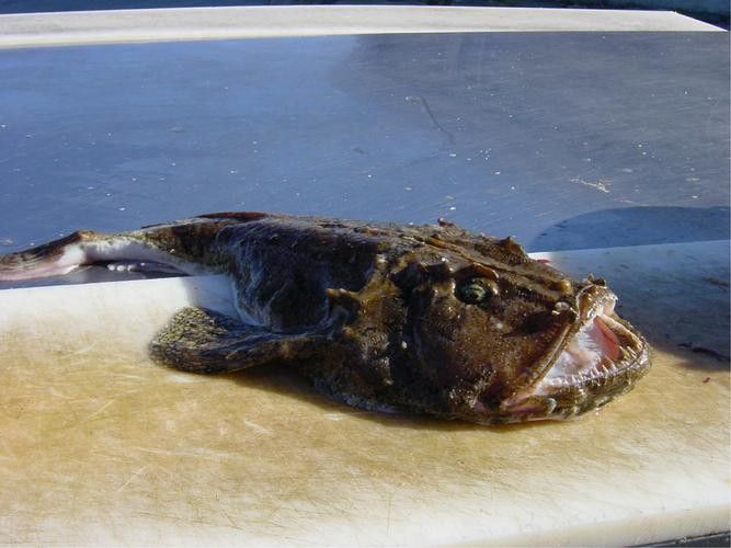安康龍魚(yú)專(zhuān)賣(mài)店 安康龍魚(yú)專(zhuān)賣(mài)店 龍魚(yú)百科 第2張