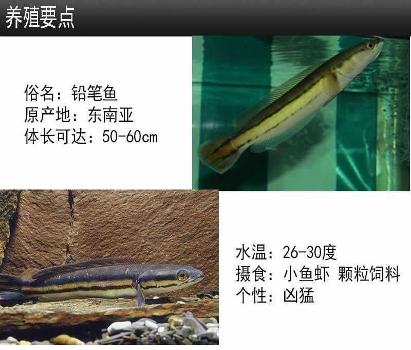 雷龍魚適宜水溫范圍:雷龍魚最佳生長水溫 龍魚百科 第3張 雷龍魚適宜水溫范圍:雷龍魚最佳生長水溫 雷龍魚適宜水溫范圍:雷龍魚最佳生長水溫 龍魚百科 第3張