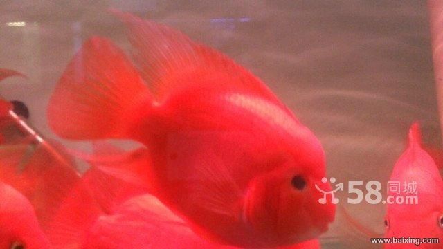 財神鸚鵡和龍魚混養：財神鸚鵡和龍魚可以混養嗎 財神鸚鵡和龍魚混養：財神鸚鵡和龍魚可以混養嗎 龍魚百科 第2張