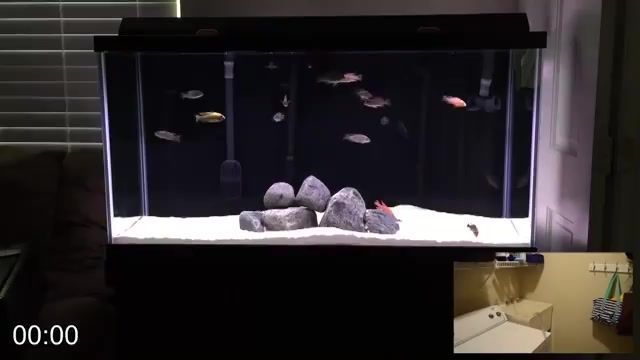 可麗愛魚缸換水流程圖視頻（如何自制魚缸換水流程圖）