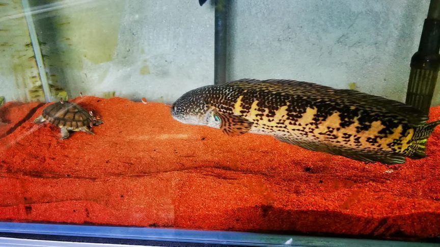眼鏡蛇雷龍魚水溫：雷龍魚水溫過高如何處理，雷龍魚水族箱水質管理