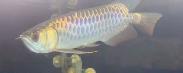 45厘米金龍魚價格表圖片（45厘米的金龍魚多少錢一條）