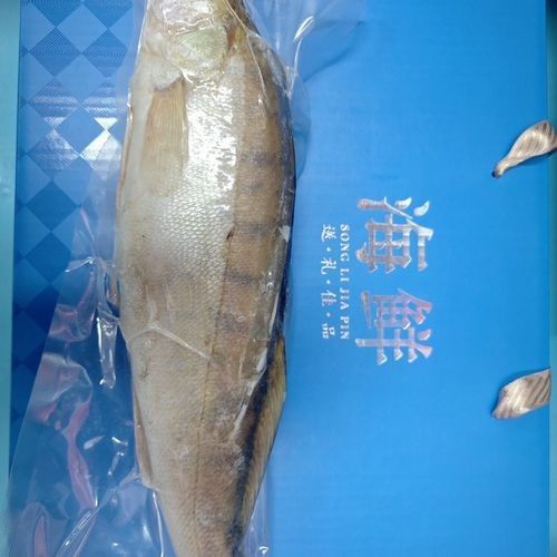 雪龍魚長什么樣圖片高清
