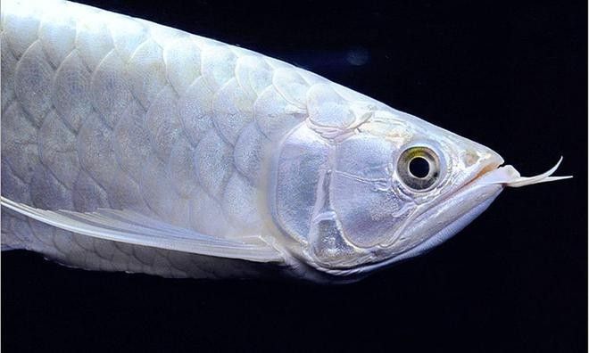 雪龍魚長什么樣圖片高清