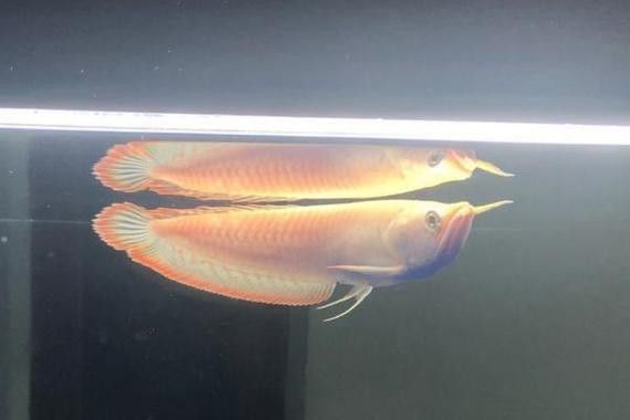 雪龍魚長什么樣圖片高清