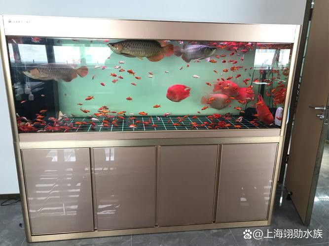 如何選擇適合紅龍的魚(yú)缸底色？