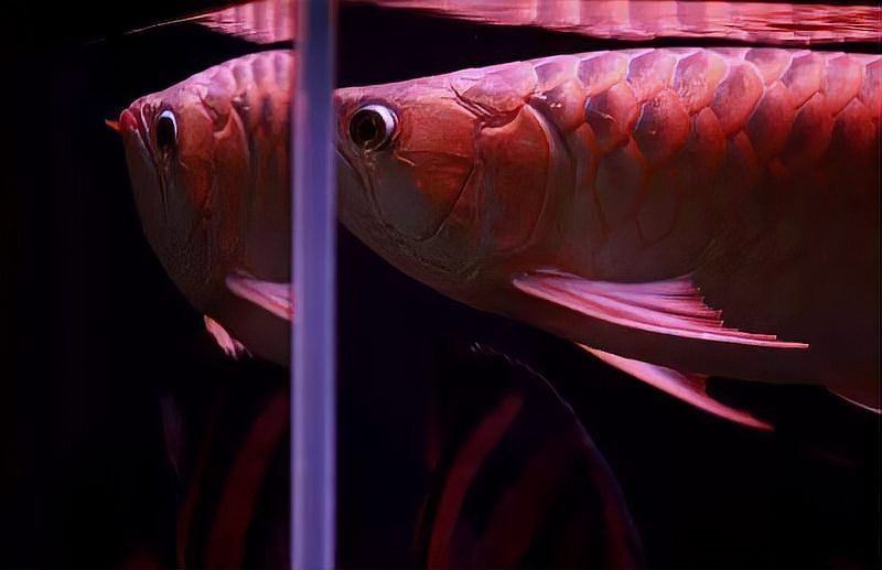 如何選擇適合紅龍的魚(yú)缸底色？