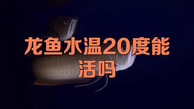 如何設置古典龍魚的最佳水溫？