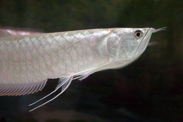 黃化白子銀龍魚怎樣養發色快（史上讓銀龍魚最快發色的7個方法，你敢用嗎？）