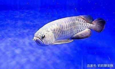 龍魚(yú)疾病的預(yù)防和治療措施視頻講解：新龍魚(yú)入缸前的健康檢查流程