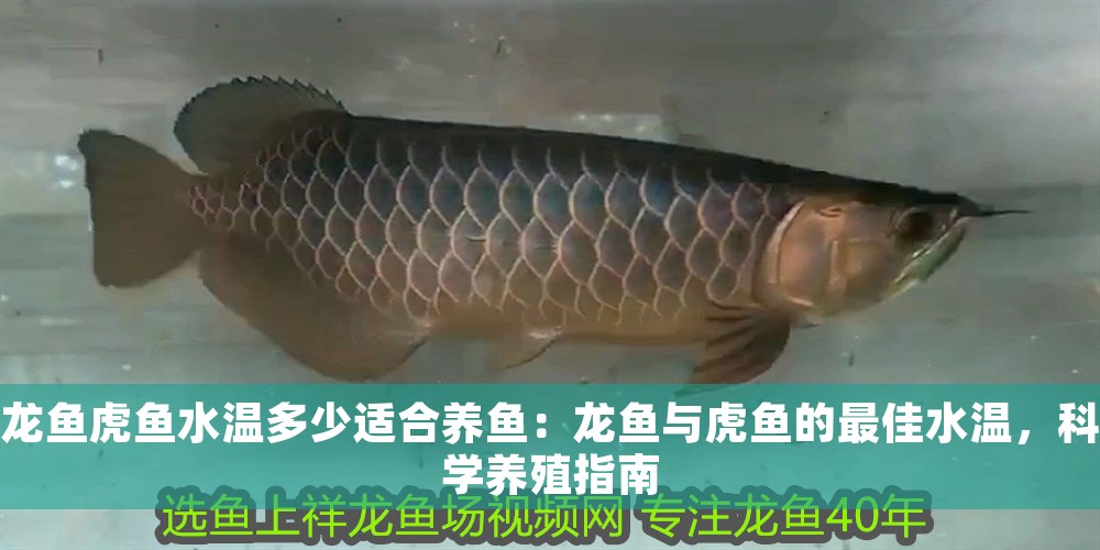 龍魚虎魚水溫多少適合養魚：龍魚與虎魚的最佳水溫，科學養殖指南 龍魚虎魚水溫多少適合養魚：龍魚與虎魚的最佳水溫，科學養殖指南 龍魚百科 第1張